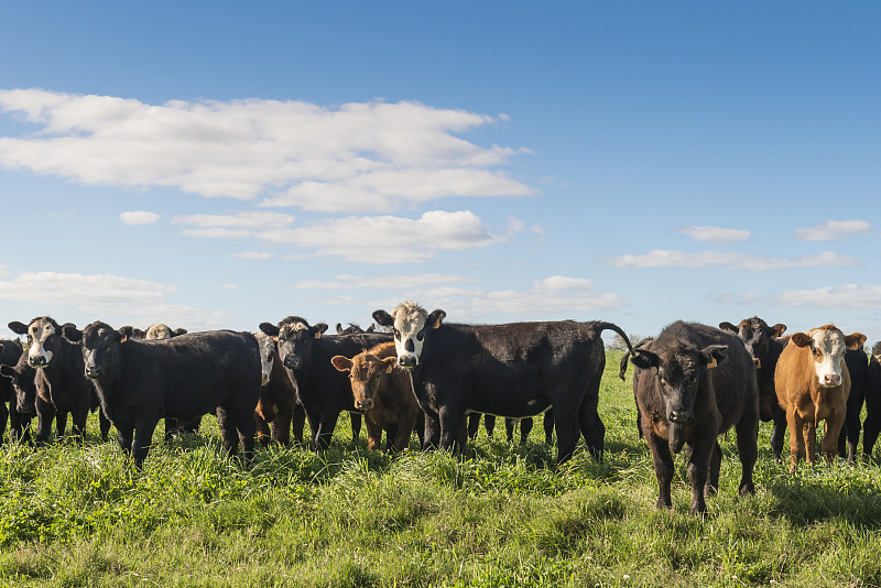牛,乌拉圭,南美,水平画幅,云,无人,户外,草,哺乳纲,乳牛场