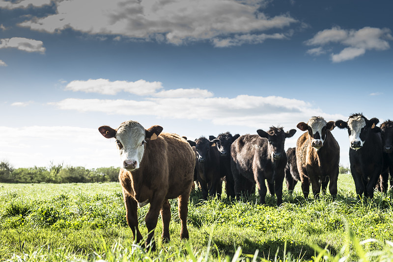 牛,乌拉圭,南美,水平画幅,云,无人,户外,草,哺乳纲,乳牛场