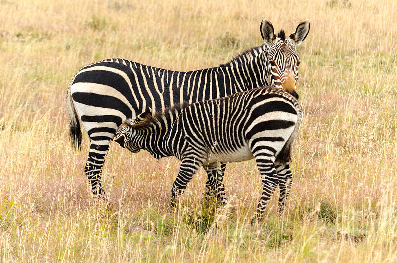 山斑马国家公园,高山斑马,斑马,雌性动物,南非,幼小动物,斗篷,东开普省,母马,驹