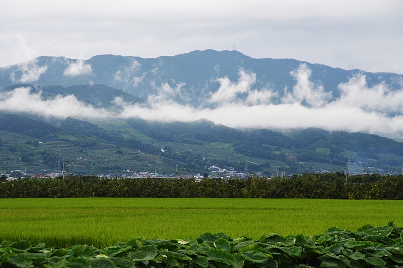 雾,山脉,自然,美,九州,水平画幅,地形,无人,美人蕉科百合,日本