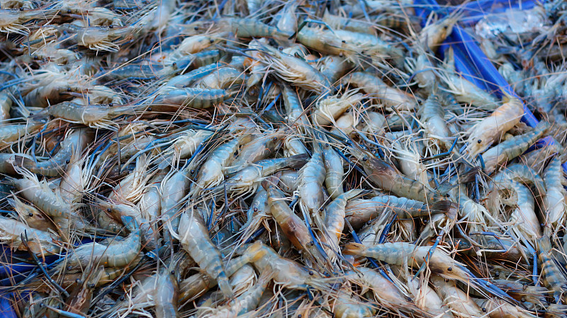 虾,水平画幅,无人,海产,挪威海蜇虾,户外,明虾,泰国,市场,堆