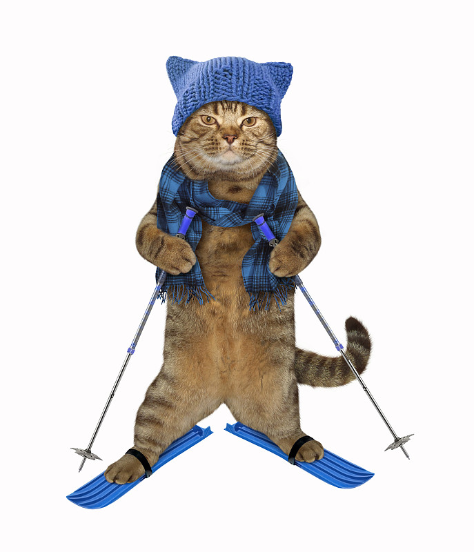 猫,滑雪雪橇,羊毛帽,垂直画幅,新的,无人,宠物服装,白色,运动