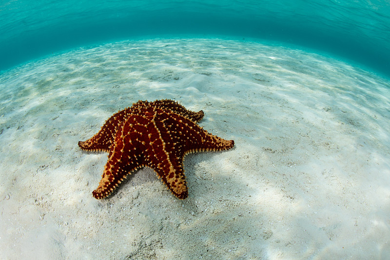 海星,加勒比海地区,美,度假胜地,水平画幅,水肺潜水,无人,水下,偏远的