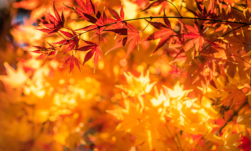 浅的,叶子,秋天,前景聚焦,京都市,枫叶,日本之神道教,秋季系列,鸡爪枫,美