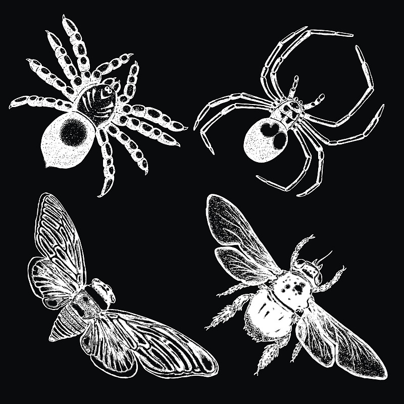 绘画插图,昆虫,矢量,点画效果,分离着色,高雅,刺绣,孵化,布置,收集
