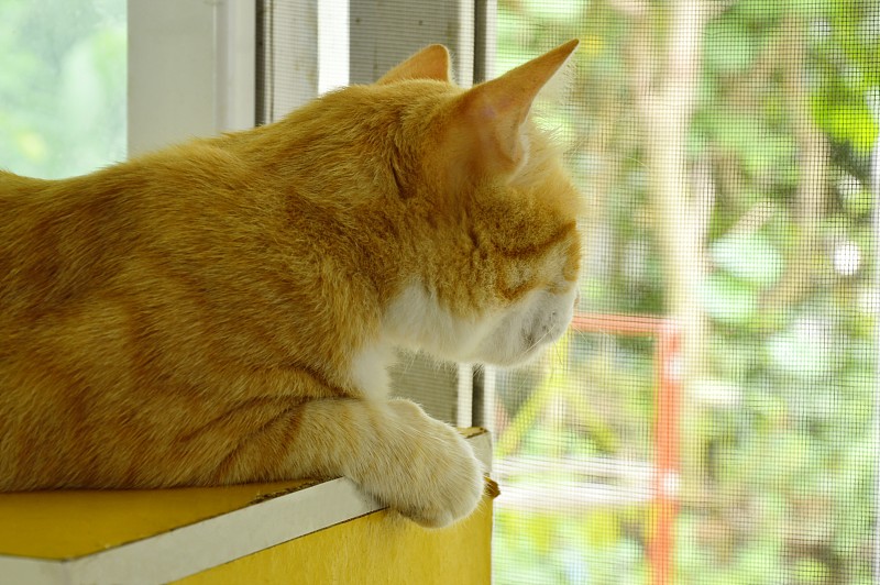窗户,玻璃,姜黄色的猫,户外,边框,水平画幅,参观者,家居设施,泰国,居住区