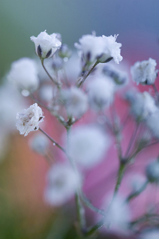 大特写,垂直画幅,美,水香花菜,灵感,无人,情人节,夏天,户外,特写