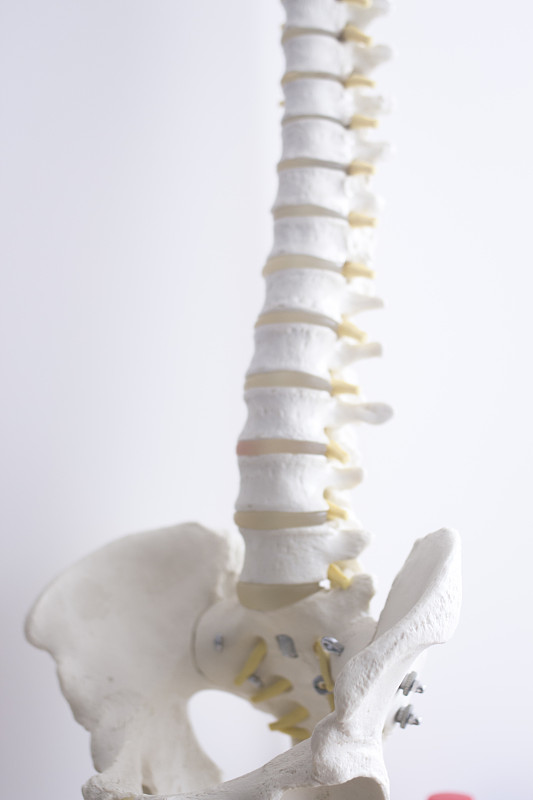 脊柱,健康保健,骨骼,动物脊椎骨,教,软骨,模型,柱子,整形器具,教