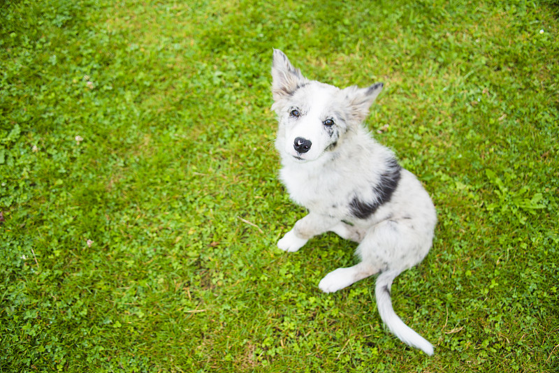 小狗,边境牧羊犬,蓝陨石边境牧羊犬,褐色,寻回犬,水平画幅,牧羊犬,飞盘高尔夫,柯利牧羊犬,草