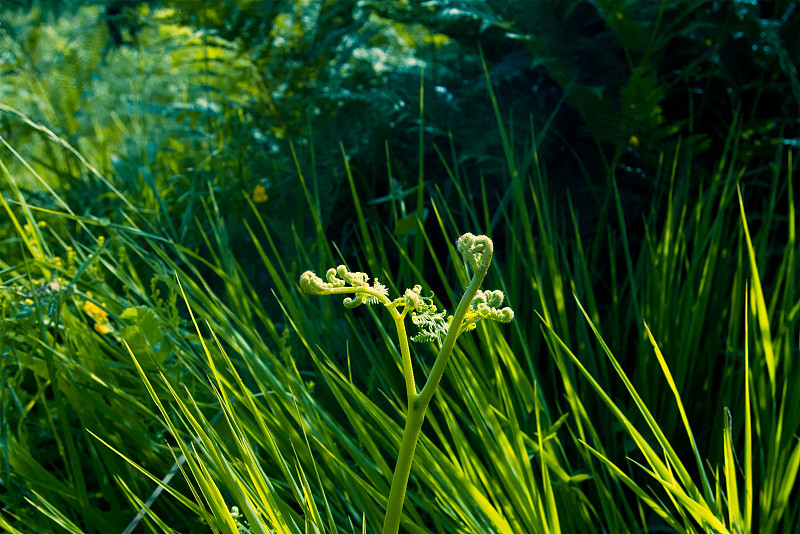 草,蕨类,水平画幅,生态保护区,无人,夏天,生物学,特写,前景聚焦,植物