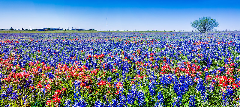 全景,野花,得克萨斯羽扇豆,名声,美,水平画幅,无人,草原,时间,户外