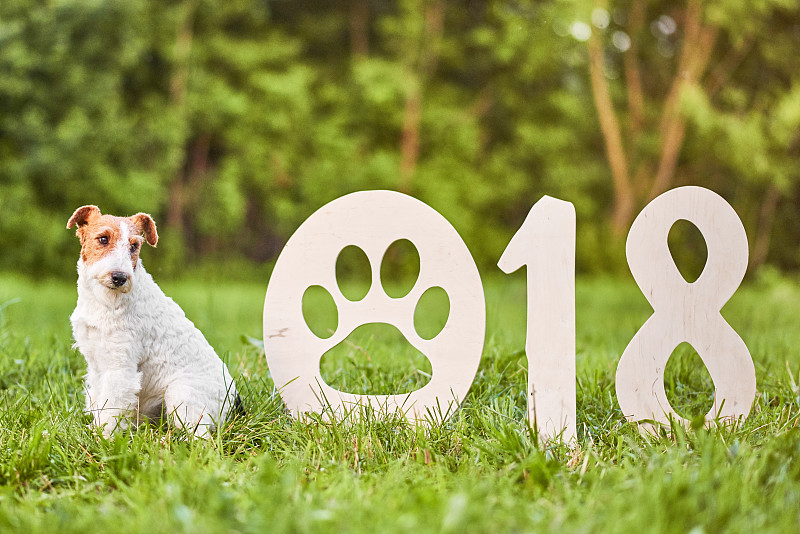 福克斯猎狐犬,新年前夕,狗,可爱的,2018,幸福,派克大街,公园,新的,水平画幅