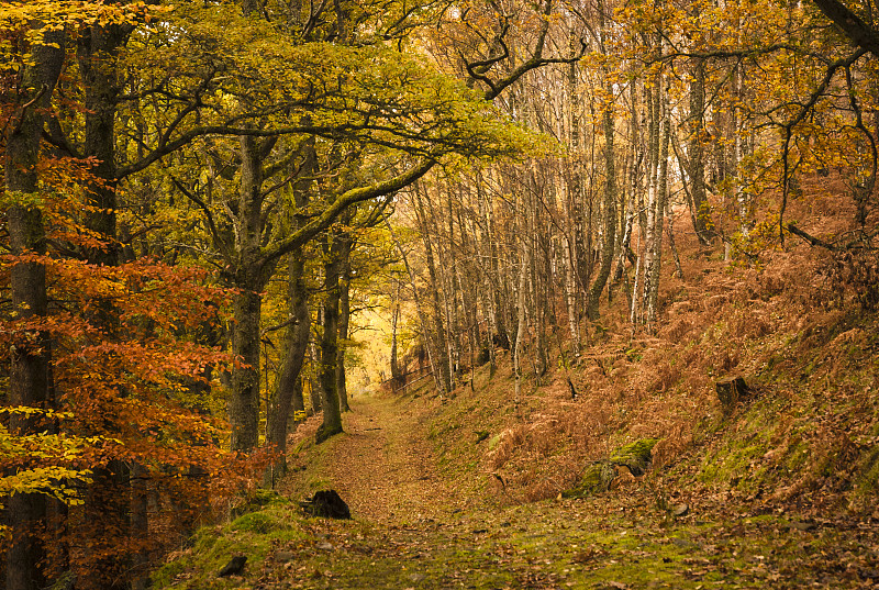 小路,秋天,留白,水平画幅,枝繁叶茂,无人,苏格兰,偏远的,户外,树林