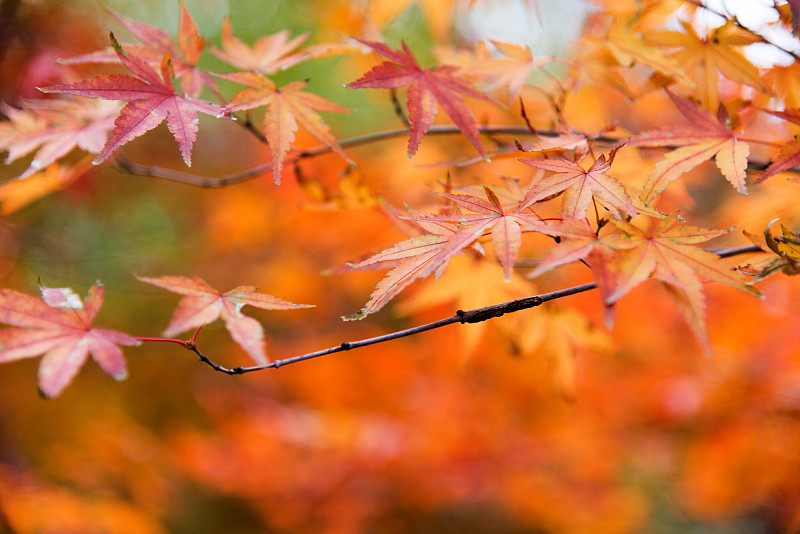 叶子,秋天,红色,选择对焦,留白,水平画幅,枝繁叶茂,无人,组物体,户外