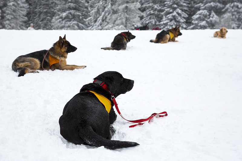 搜救犬,水平画幅,雪,十字形,志愿者,户外,保险箱,责任,掩埋的,高处