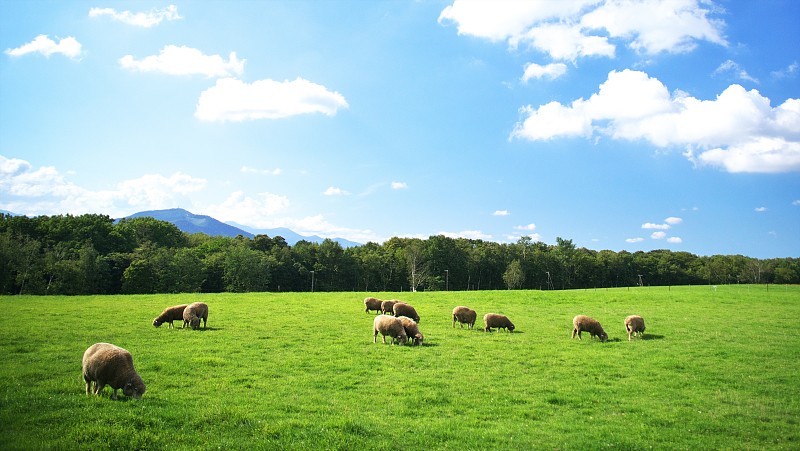 绵羊,食草,天空,留白,水平画幅,羊年,夏天,户外,羊驼,哺乳纲