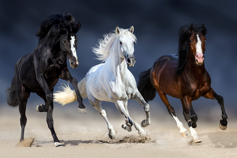 马,三只动物,水平画幅,沙子,母马,无人,户外,哺乳纲,白色,安达卢西亚马