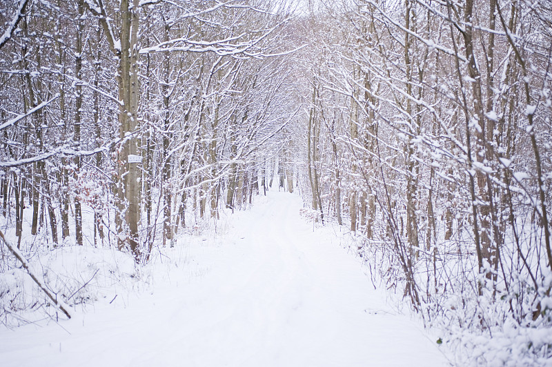 雪,冬天,水平画幅,特写,树林,白色,十二月,深雪,四肢