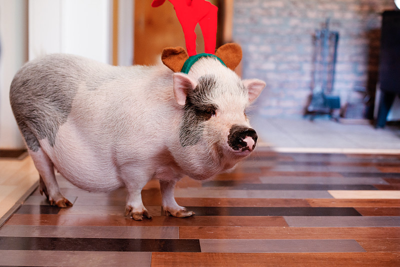 宠物,水平画幅,家猪,无人,硬木地板,巨大的,宠物服装,动物主题,圣诞装饰物