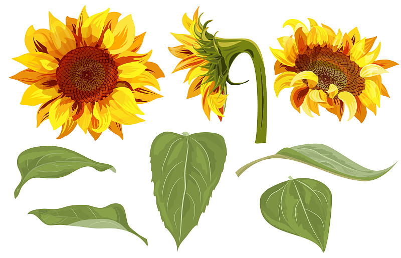 绘画插图,矢量,绿色,黄色,向日葵,花蕾,叶子,天气,设计,花