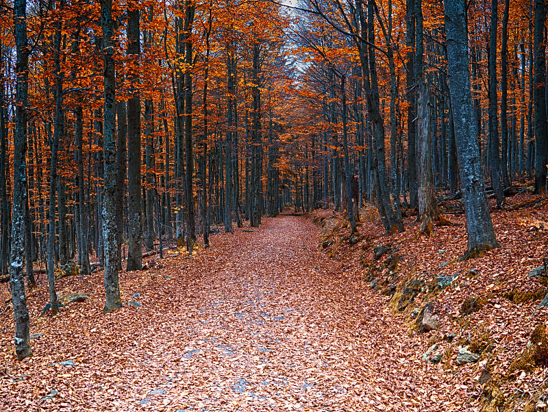 巴伐利亚森林,秋天,自然,水平画幅,无人,户外,巴伐利亚,小路,森林,德国