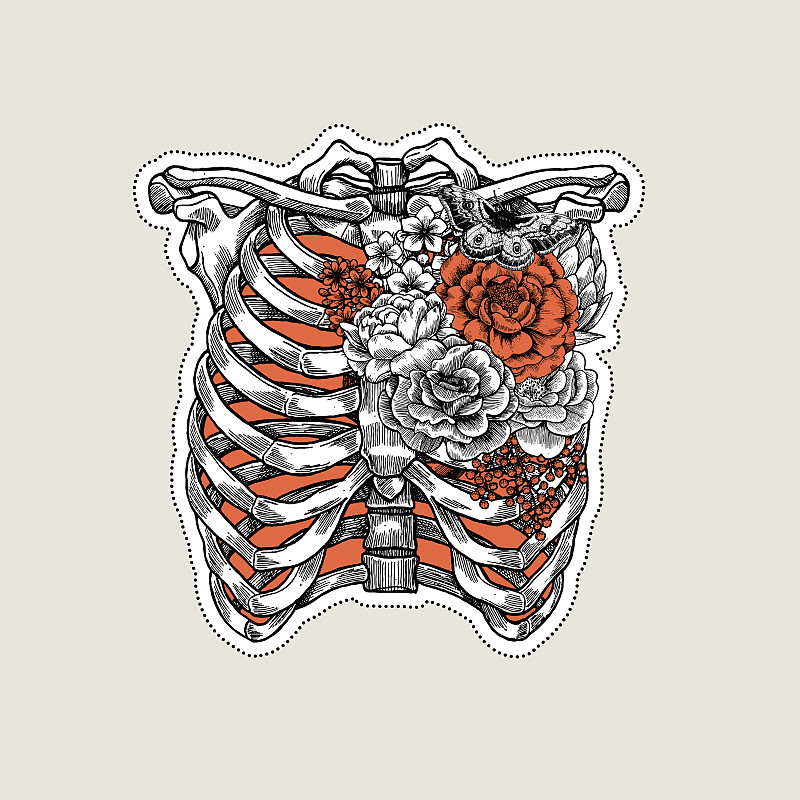 人体结构,人类骨架,胸部,玫瑰,绘画插图,矢量,幽闭恐惧症,胸腔,肋骨,身体部位