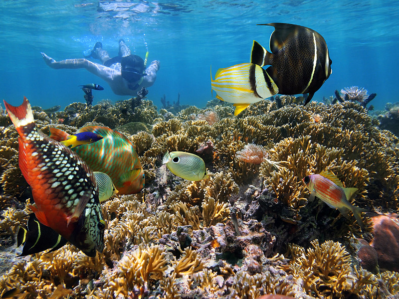 浮潜,珊瑚,菜园,在下面,水,休闲活动,水平画幅,水下,野外动物,海底