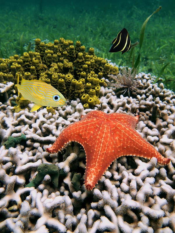 垫子海星,珊瑚,垂直画幅,在下面,水,无人,水下,野外动物,海底