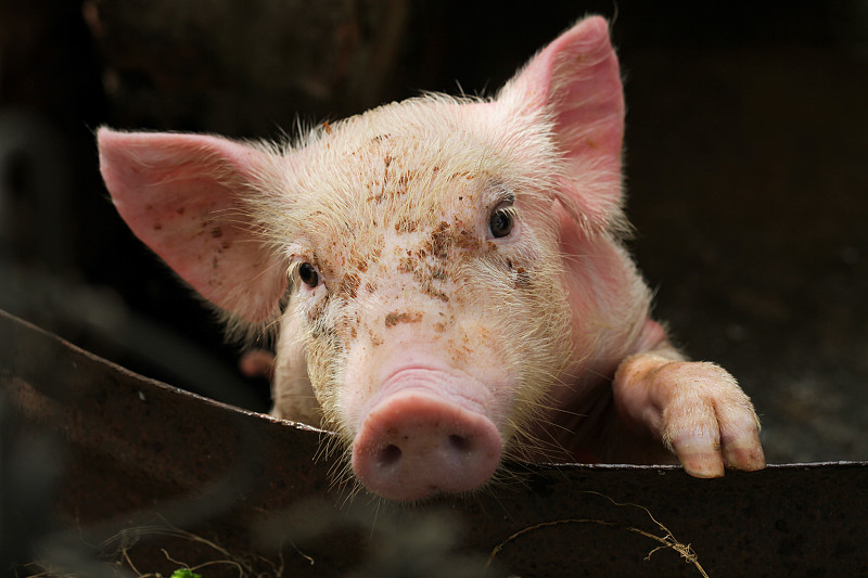 猪,家猪,禽流感,猪舍,猪嘴,小猪,大母猪,牲畜,干草,农业职位