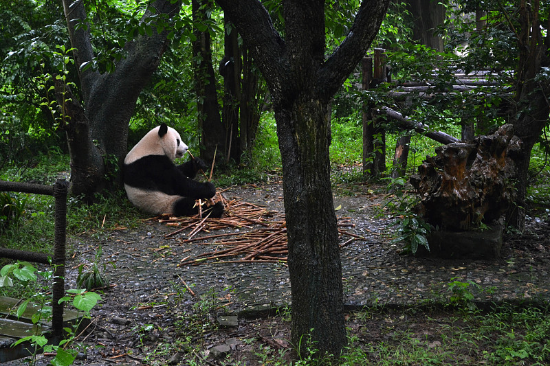 成都,熊猫,四川省,对称,弱点,大熊猫,褐色眼睛,小熊,脆弱,动物群