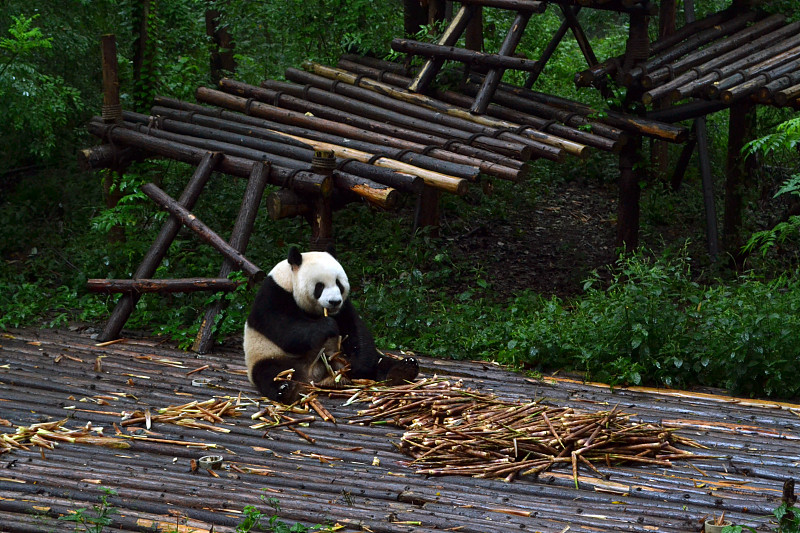 熊猫,成都,四川省,对称,弱点,大熊猫,褐色眼睛,小熊,脆弱,动物群
