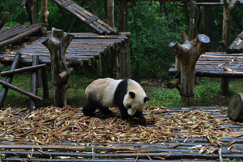 成都,熊猫,四川省,计算机图标,对称,弱点,大熊猫,褐色眼睛,小熊,脆弱
