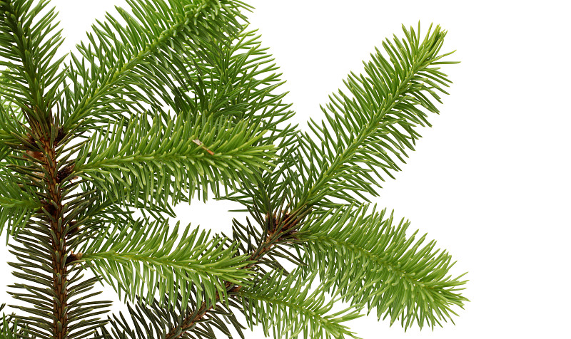 Set,coniferous,tree,branches.,Spruce,,pine,,thuja,,fir,twigs，white,background