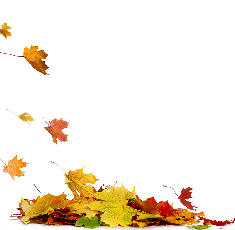 干的,叶子,季节,秋天,白色背景,堆,红色,多色的,反差,叠