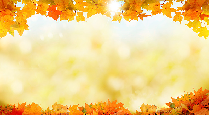 秋天,背景,美,风,边框,水平画幅,干的,干净,特写,明亮