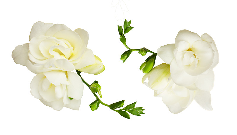 小苍兰,白色,美,留白,水平画幅,组物体,特写,花束,花蕾,植物
