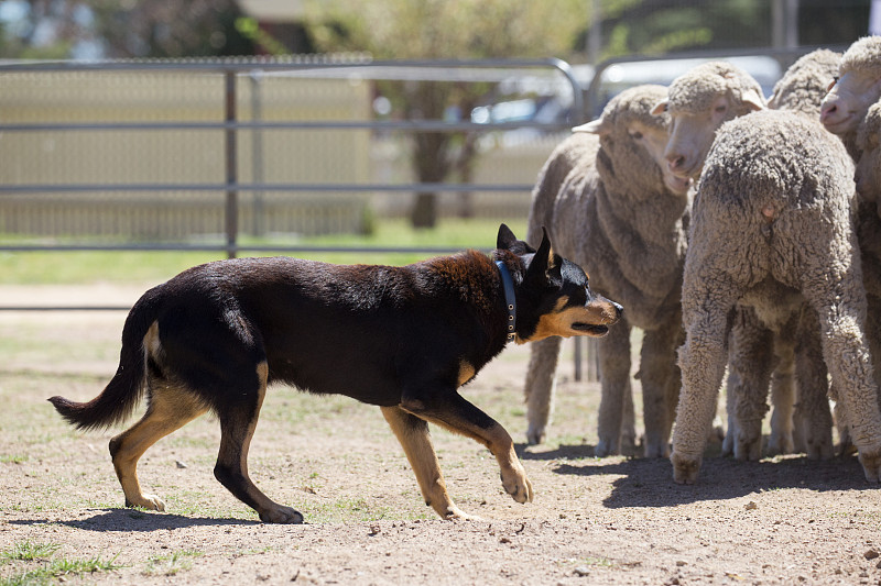 牧羊犬,羊群,austalian,kelpie,缰绳,超小号,动物身体部位,夏天,草,围栏,人的眼睛