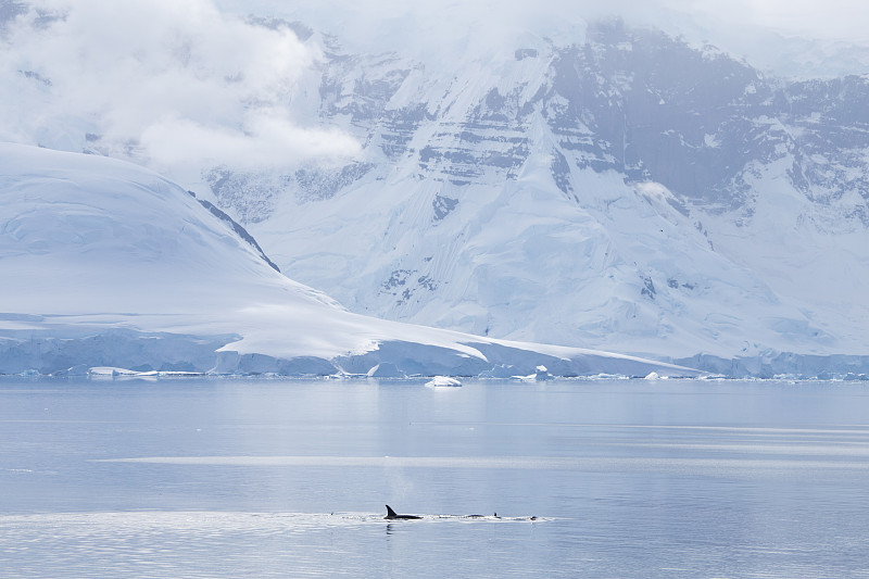 地形,逆戟鲸,南极洲,平衡折角灯,前面,水,天空,水平画幅,山,威德尔海