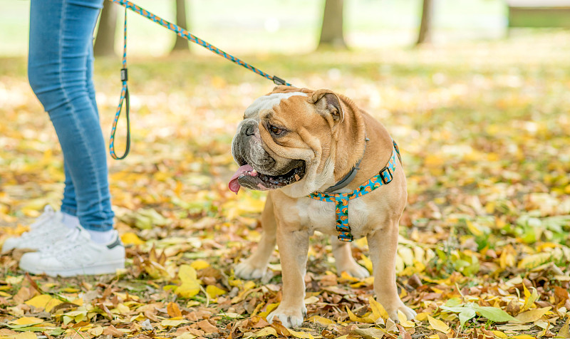 英格兰斗牛犬,自然美,注视镜头,公园,水平画幅,动物身体部位,户外,斗牛犬,市场营销,哺乳纲