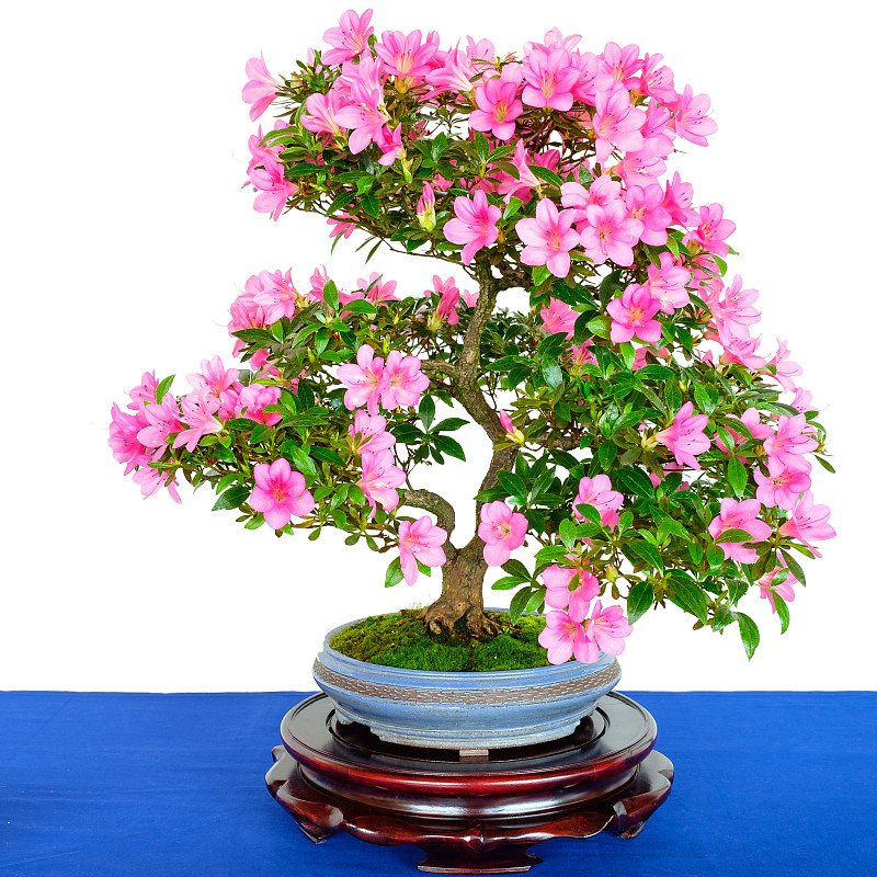 盆景,杜鹃花属,粉色,朱砂杜鹃,杜鹃花,植物表皮,花盆,佛教,根部,灌木