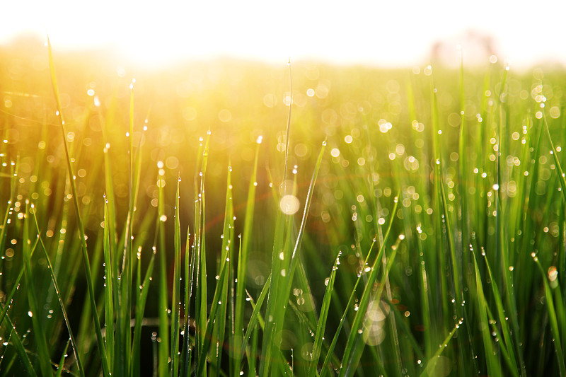 草地,选择对焦,水平画幅,无人,早晨,纯净,草坪,夏天,户外,草