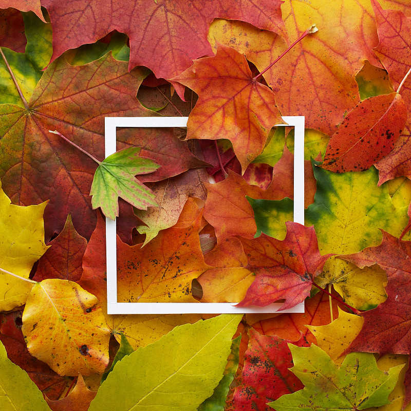 边框,白色,叶子,秋天,平铺,顶部,风景,无人,九月,古典式