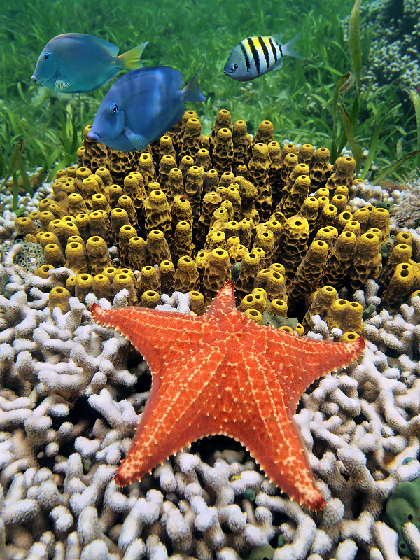 礁石,海星,管状海绵,垂直画幅,在下面,水,无人,水下,野外动物,海底