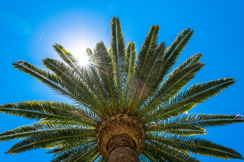 棕榈树,阳光光束,太阳,洛杉矶,白昼,美,度假胜地,艺术,水平画幅,棕榈沙滩镇