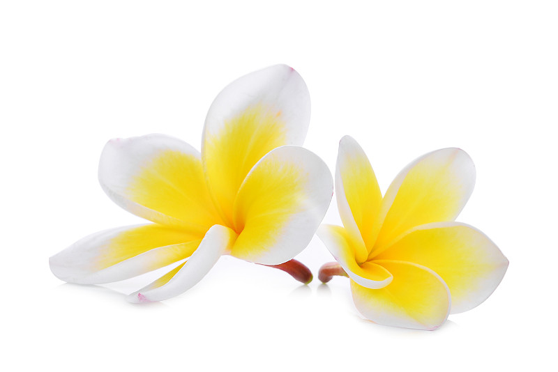 白色背景,赤素馨花,分离着色,白色,水,美,水平画幅,巴厘岛,无人,spa美容