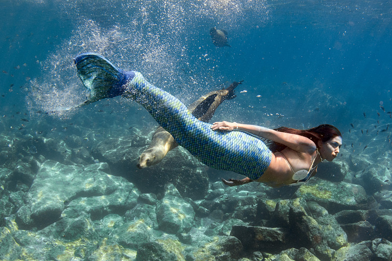 水下,美人鱼,深蓝色的大海,海豹,水,美,水平画幅,进行中,套装,哺乳纲