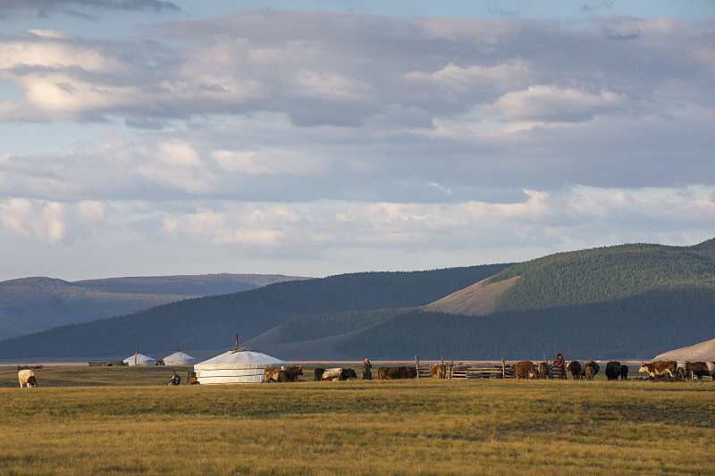 蒙古包,地形,蒙古,游牧民族,帐篷,兽群,水平画幅,无人,早晨,偏远的