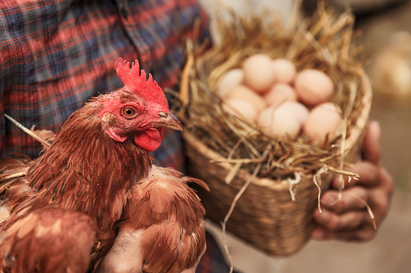 卵,鸡,篮子,拿着,农民,休闲活动,男性,仅男人,仅成年人,散养家禽