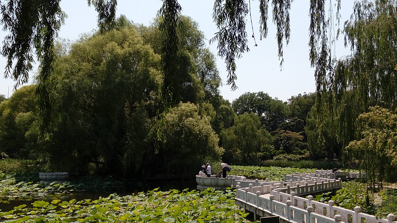 公园,北京,紫色,竹子,海淀区,栏杆,柳树,睡莲,百合花,池塘