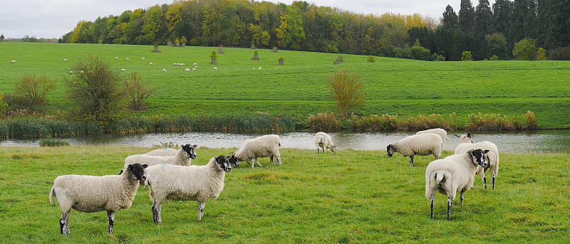 绵羊,水平画幅,无人,科茨沃尔德绵羊,英格兰,野外动物,夏天,户外,草,哺乳纲